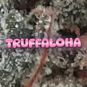 Truffaloha Cannabis Strain