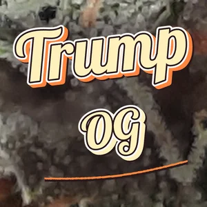 Trump OG Cannabis Strain