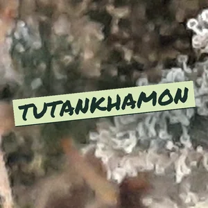Tutankhamon Cannabis Strain
