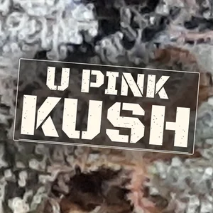 U Pink Kush Cannabis Strain