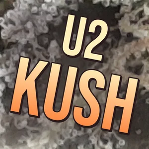 U2 Kush Cannabis Strain