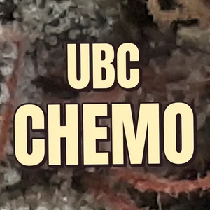 UBC Chemo Cannabis Strain