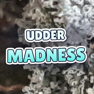 Udder Madness Cannabis Strain