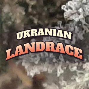 Ukranian Landrace Cannabis Strain