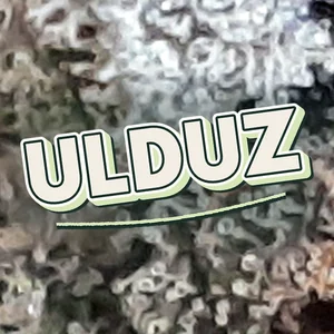 Ulduz Cannabis Strain