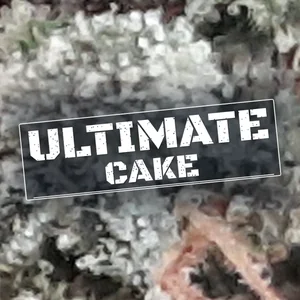 Ultimate Cake Cannabis Strain