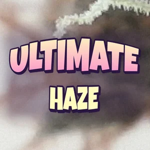 Ultimate Haze Cannabis Strain