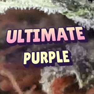 Ultimate Purple Cannabis Strain