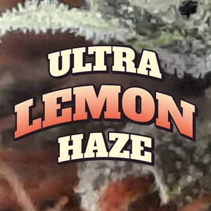 Ultra Lemon Haze Cannabis Strain