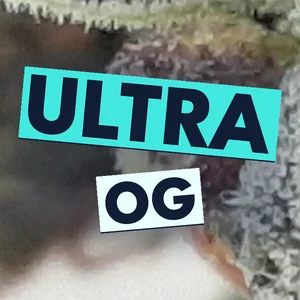 Ultra OG Cannabis Strain