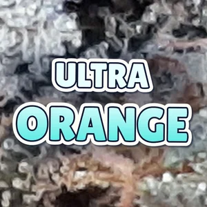 Ultra Orange Cannabis Strain
