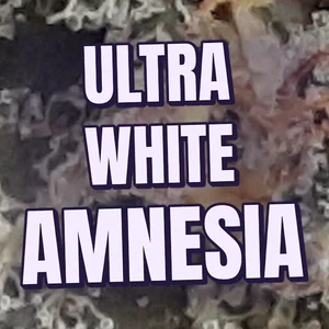 Ultra White Amnesia Cannabis Strain