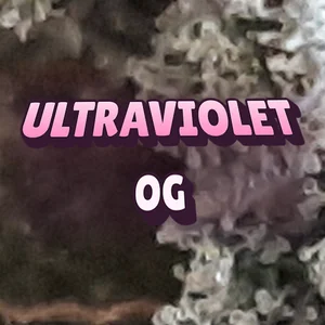 UltraViolet OG Cannabis Strain