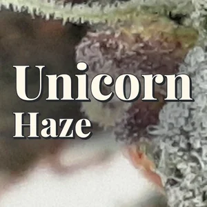 Unicorn Haze Cannabis Strain