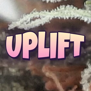 Uplift Cannabis Strain