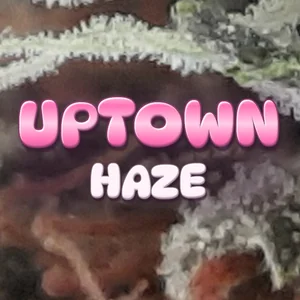 Uptown Haze Cannabis Strain