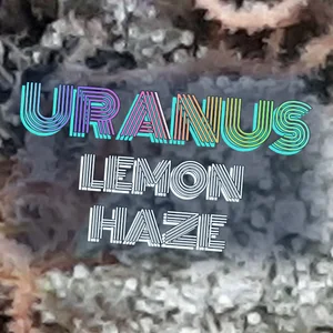 Uranus Lemon Haze Cannabis Strain