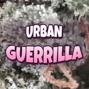 Urban Guerrilla Cannabis Strain