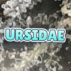 Ursidae Cannabis Strain