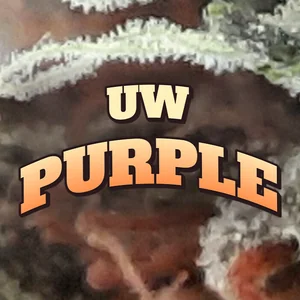 UW Purple Cannabis Strain