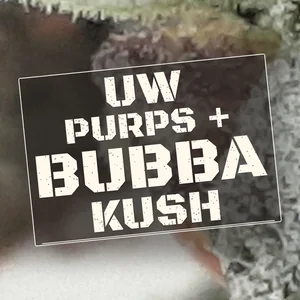 UW Purps + Bubba Kush Cannabis Strain
