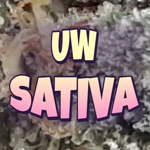 UW Sativa Cannabis Strain