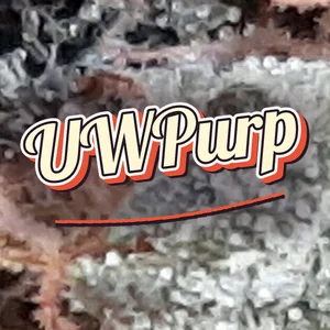 UWPurp Cannabis Strain