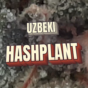 Uzbeki Hashplant Cannabis Strain