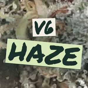 V6 Haze Cannabis Strain