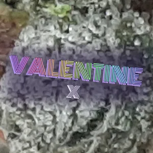 Valentine X Cannabis Strain
