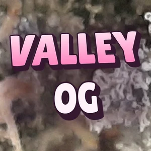 Valley OG Cannabis Strain