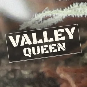 Valley Queen Cannabis Strain
