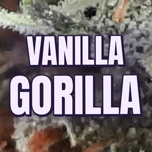 Vanilla Gorilla Cannabis Strain