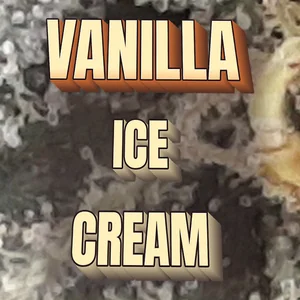 Vanilla Ice Cream Cannabis Strain