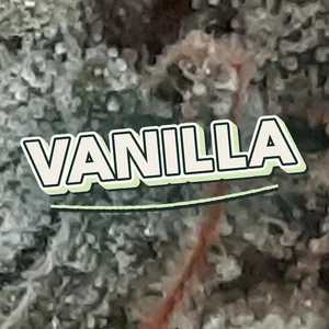 Vanilla Cannabis Strain