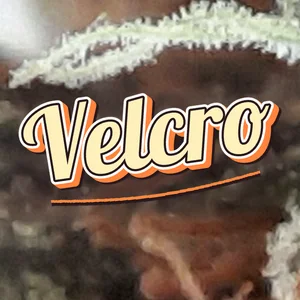 Velcro Cannabis Strain
