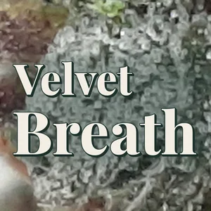 Velvet Breath Cannabis Strain