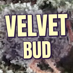 Velvet Bud Cannabis Strain