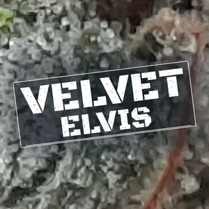 Velvet Elvis Cannabis Strain