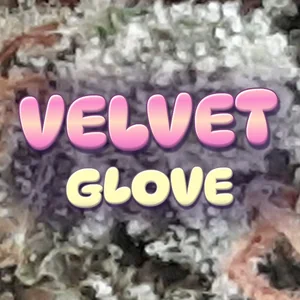 Velvet Glove Cannabis Strain