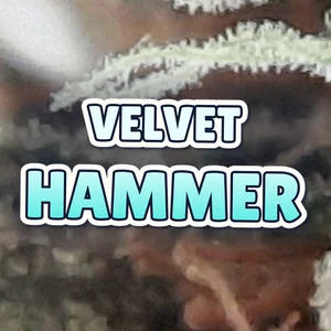 Velvet Hammer Cannabis Strain