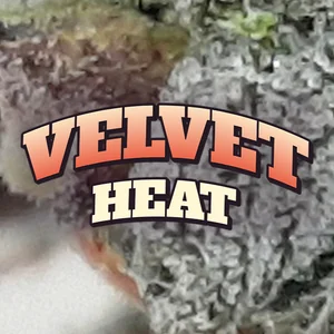 Velvet Heat Cannabis Strain