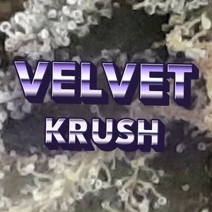 Velvet Krush Cannabis Strain
