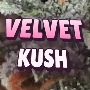 Velvet Kush Cannabis Strain