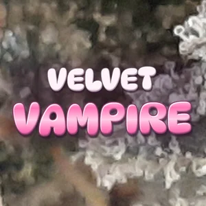 Velvet Vampire Cannabis Strain