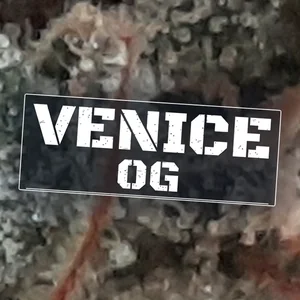 Venice OG Cannabis Strain