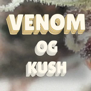 Venom OG Kush Cannabis Strain