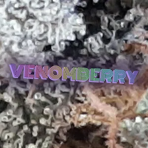 Venomberry Cannabis Strain