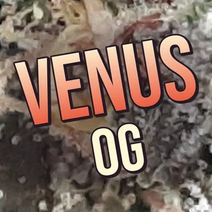 Venus OG Cannabis Strain