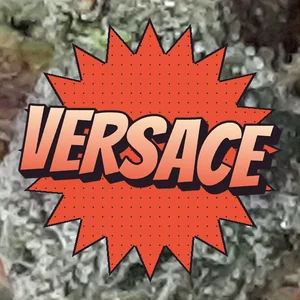 Versace Cannabis Strain